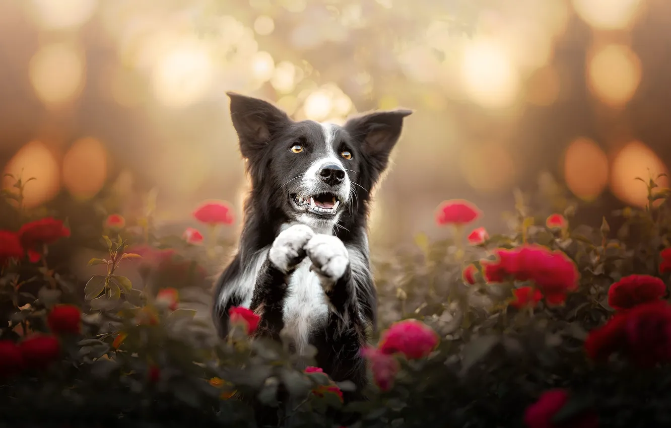 Фото обои морда, цветы, розы, собака, лапы, боке, Бордер-колли