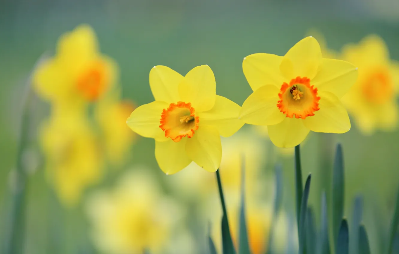 Фото обои yellow, flowers, spring