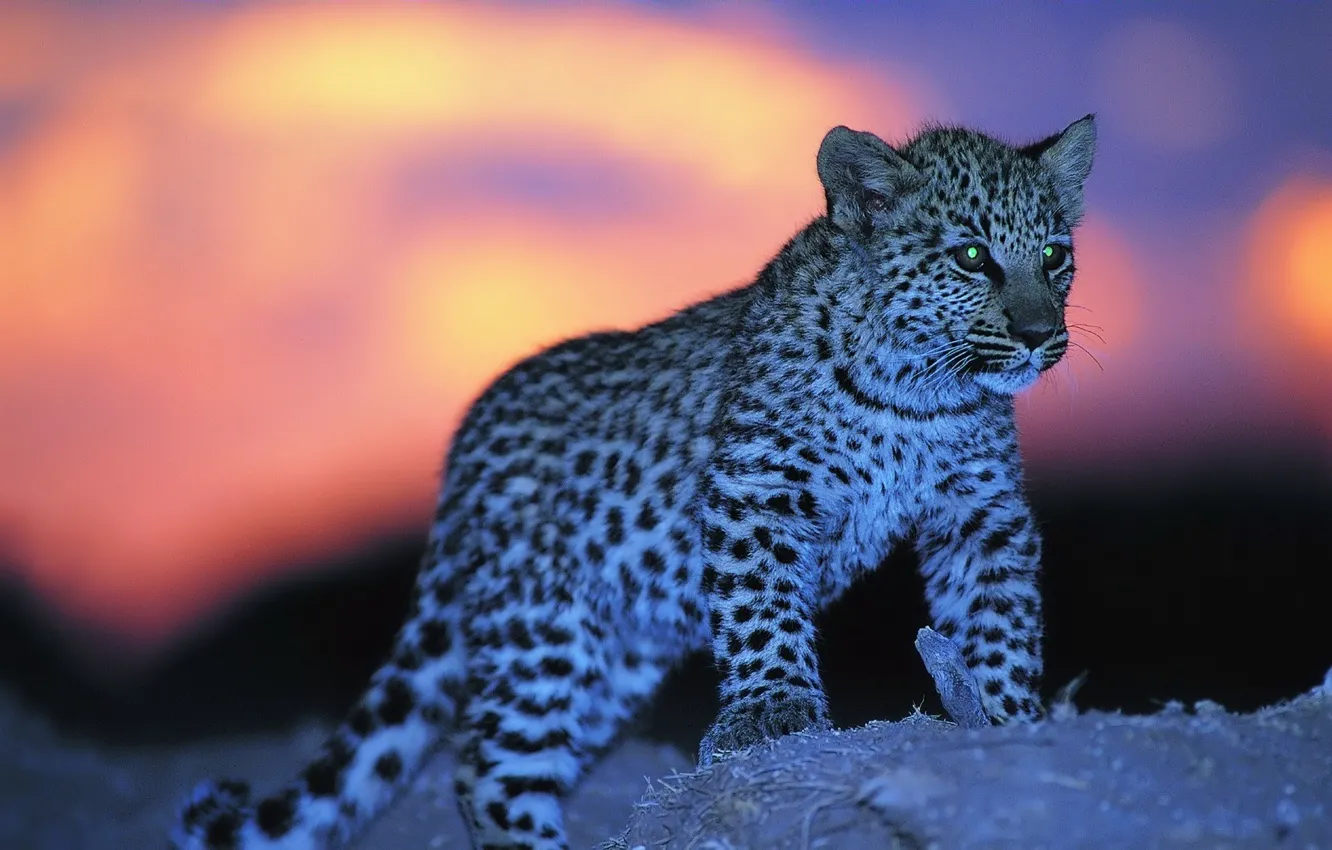 Фото обои Леопард, цвет