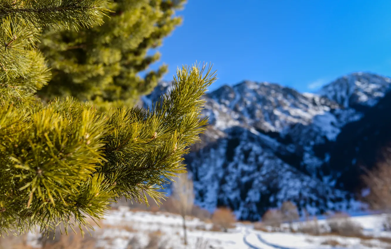 Фото обои макро, снег, горы, иголки, природа, ель, сосна, веточки