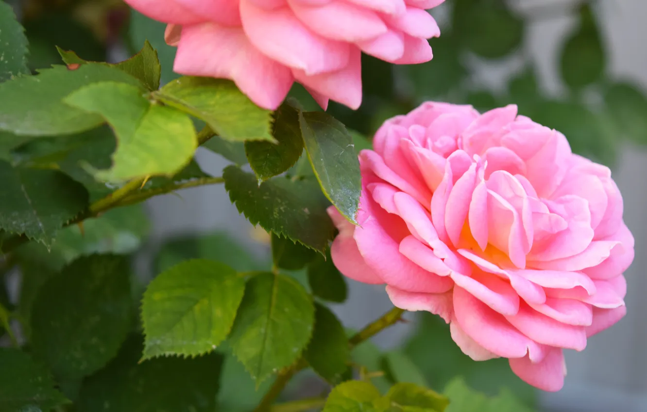 Фото обои лето, цветы, розовые розы, макро flowers природа