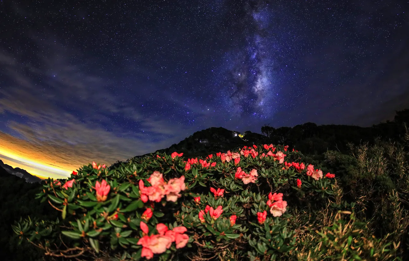 Фото обои листья, звезды, цветы, горы, ночь, природа, холм, Млечный путь