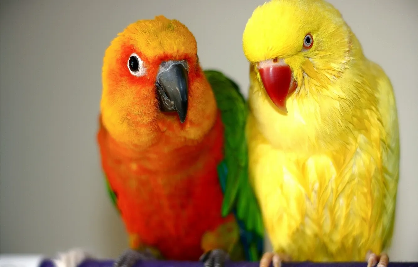 Фото обои птицы, попугаи, парочка, Ендайя