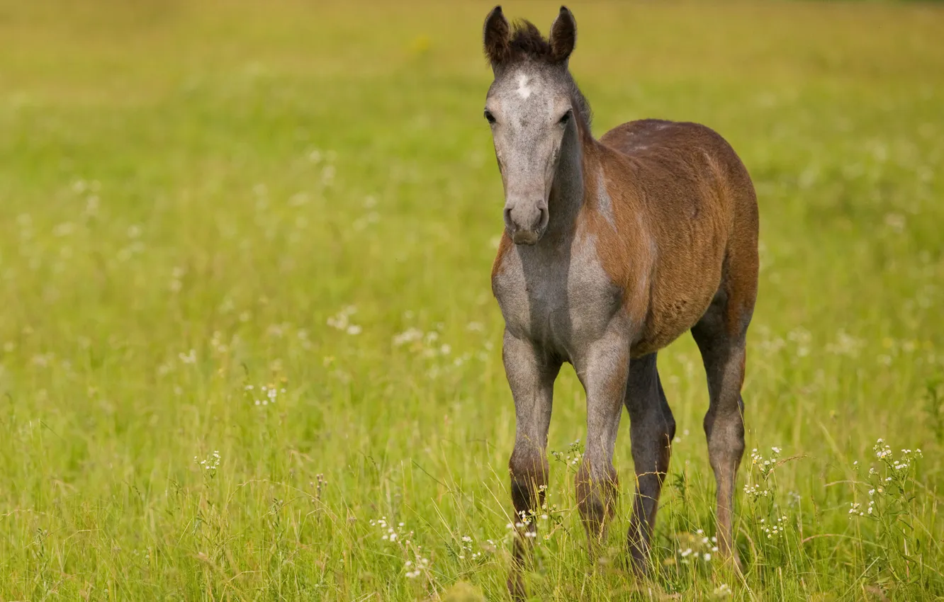 Фото обои поле, трава, конь, лошадь, жеребёнок