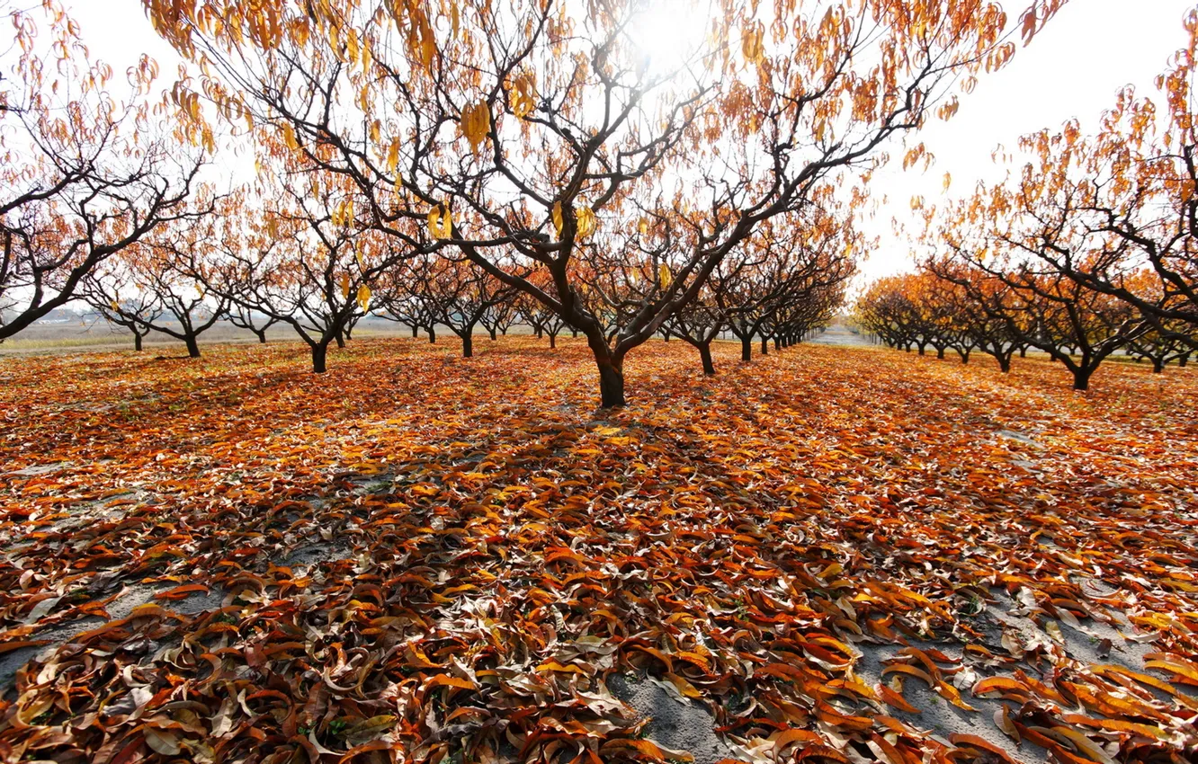 Фото обои осень, листья, деревья, сад