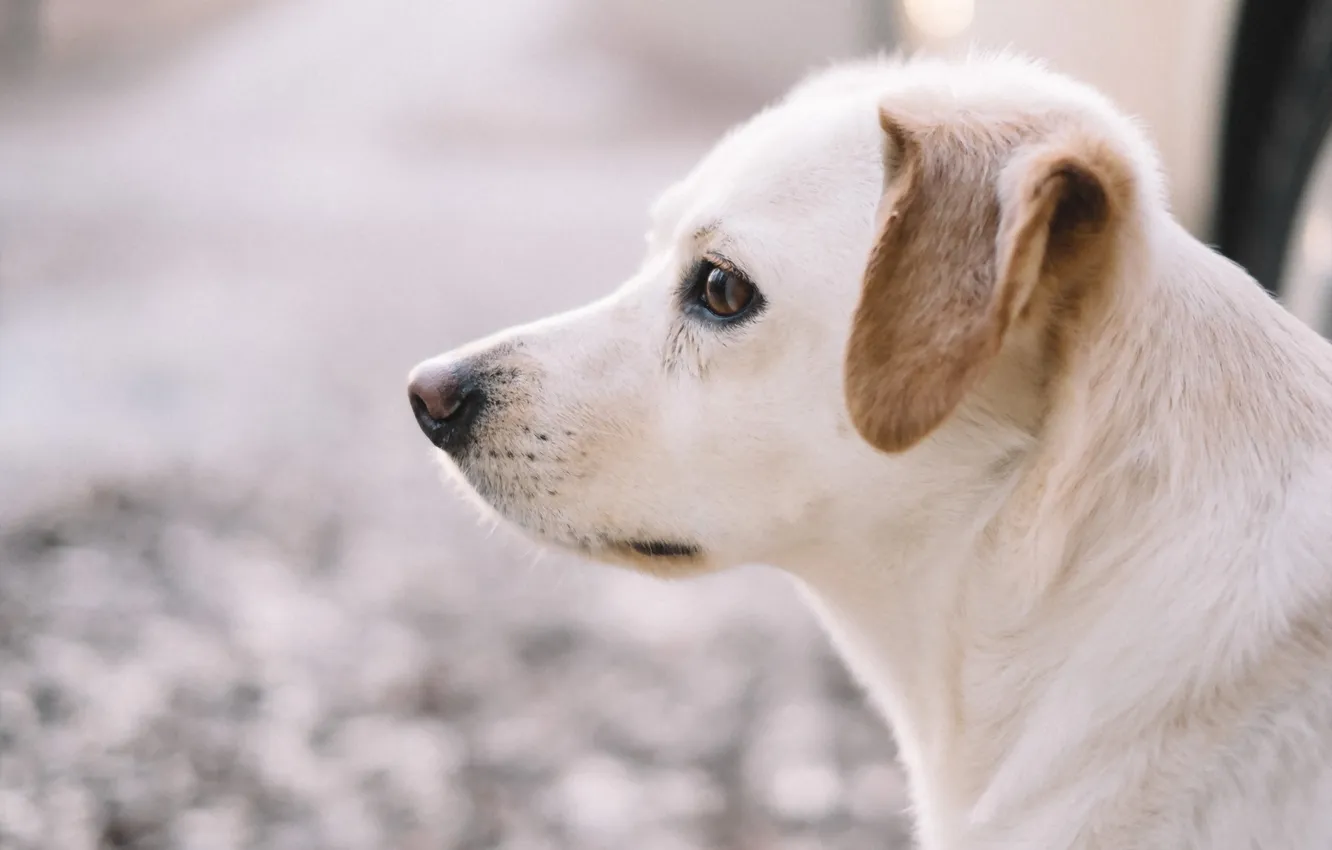 Фото обои взгляд, друг, собака