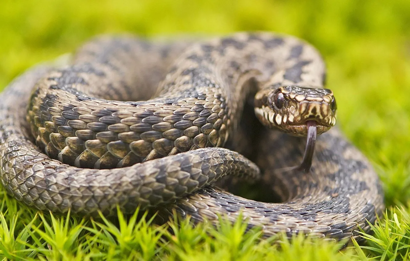 Фото обои snake, animals, wildlife, reptile, animal themes, brown and black python