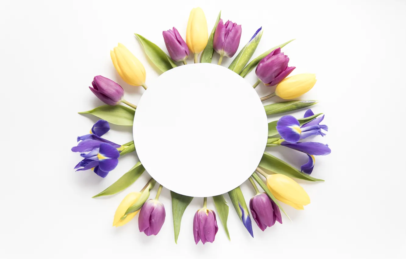 Фото обои цветы, colorful, тюльпаны, yellow, flowers, tulips, spring, purple