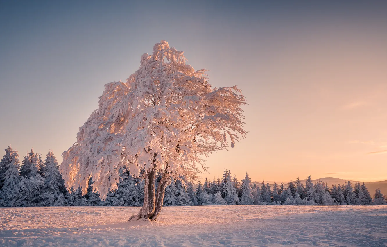 Фото обои зима, снег, дерево, елки, утро