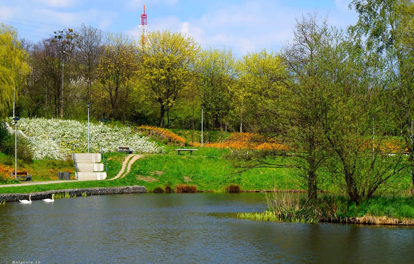 Фото обои green, park, lake