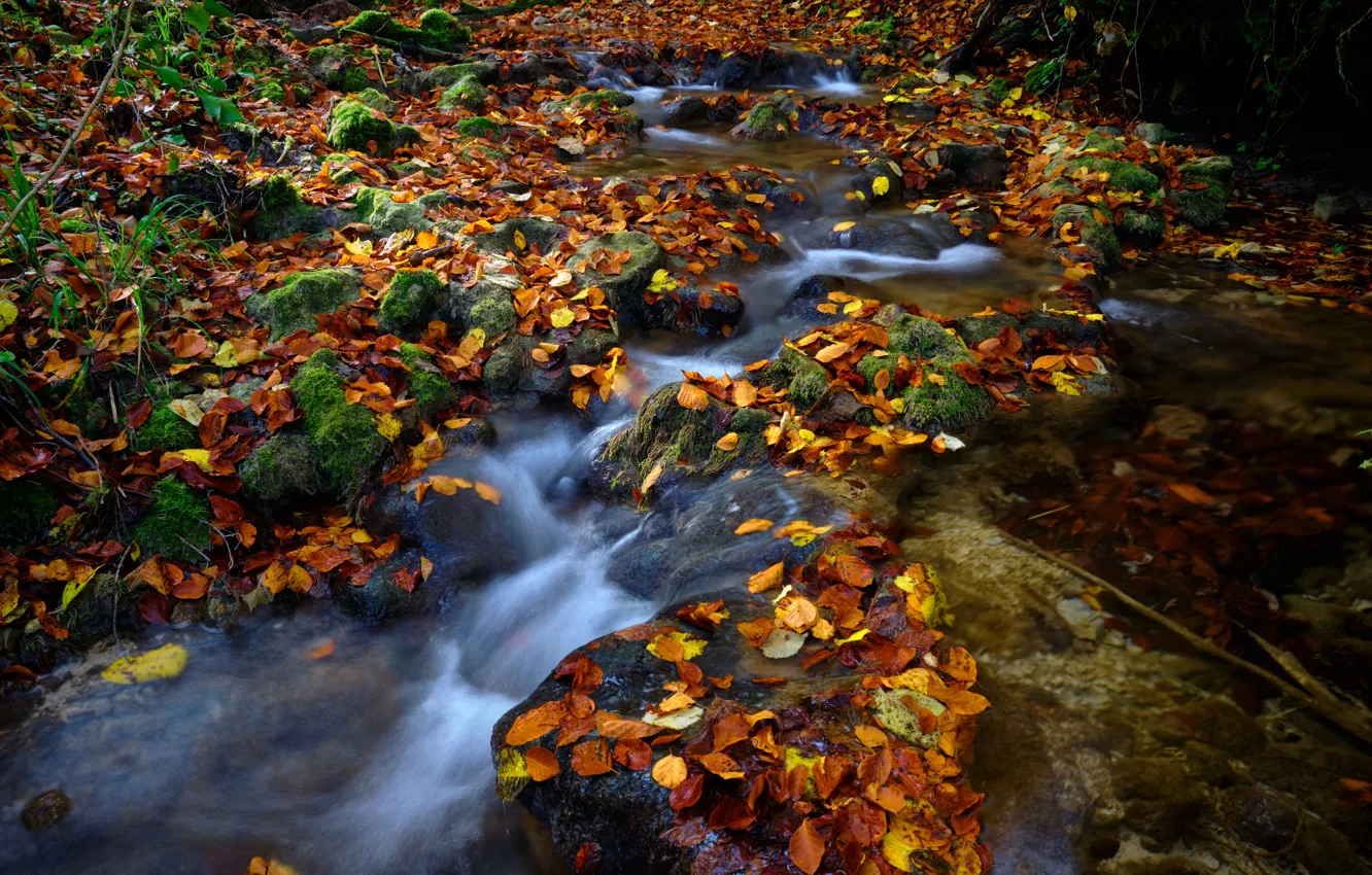 Фото обои осень, ручей, камни, листва, осенние листья