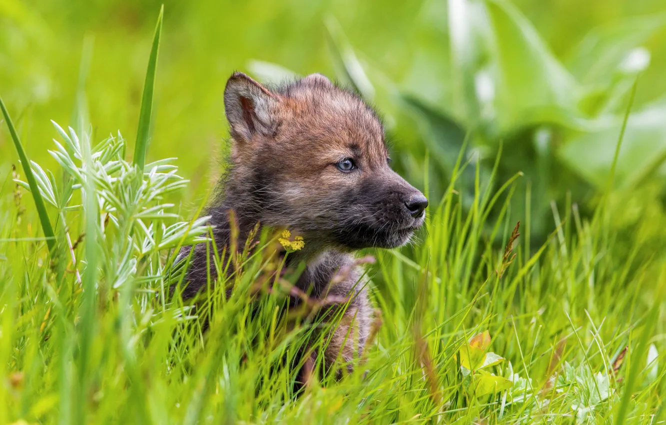 Фото обои лето, трава, волк, весна, щенок, волчонок