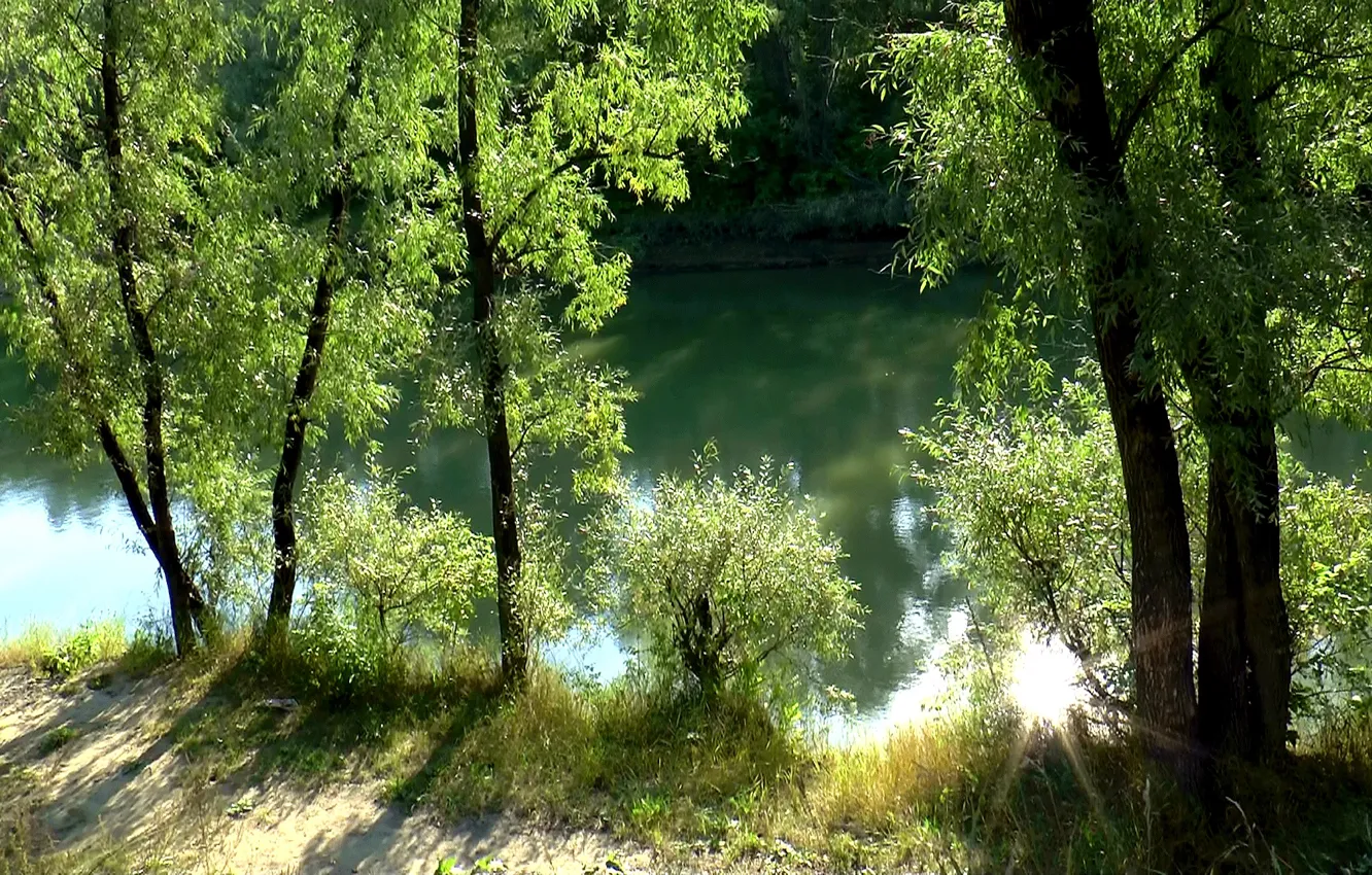 Фото обои лес, солнце, лучи, пейзаж, река, фон, forest, river