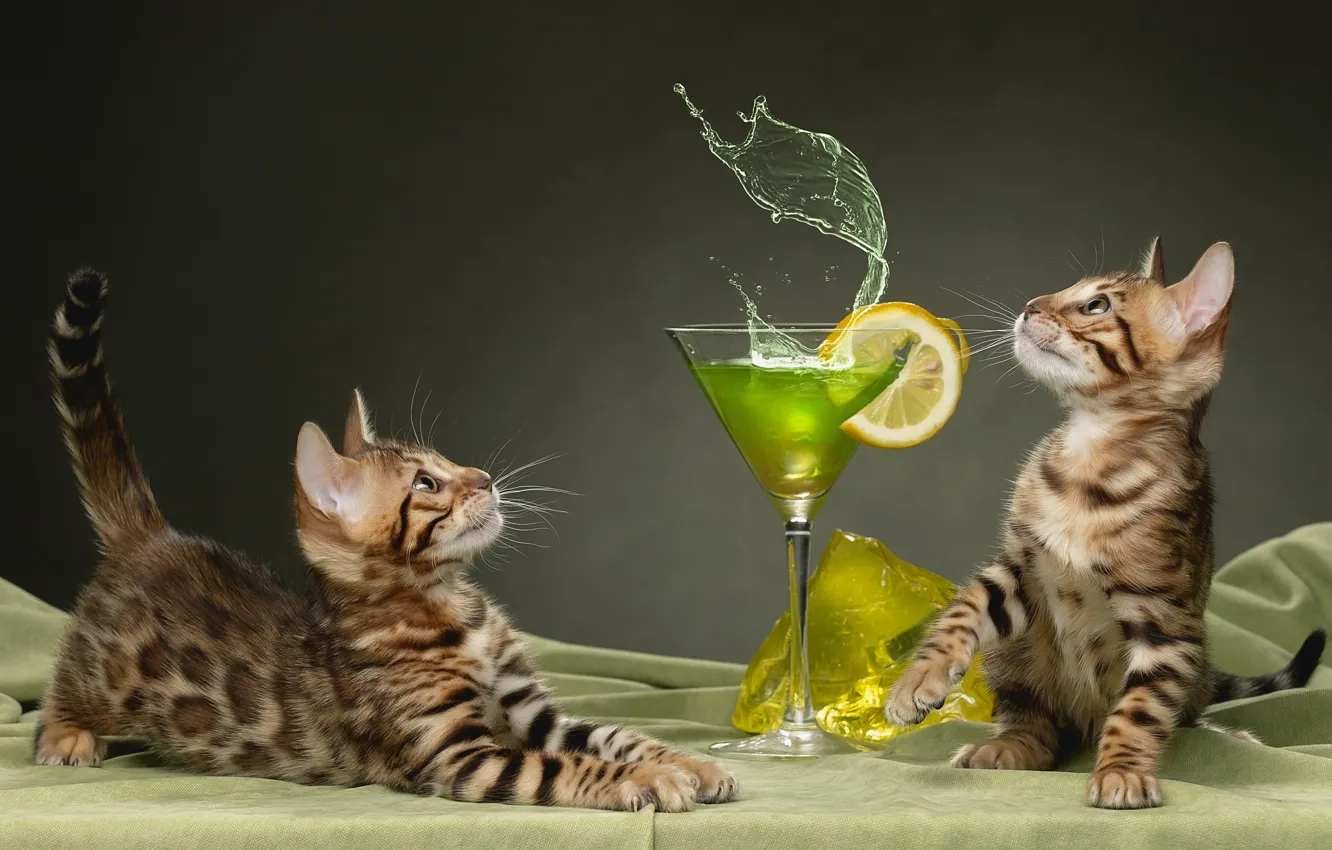 Фото обои фон, бокал, котята, коктейль, парочка, Бенгальская кошка, Светлана Писарева