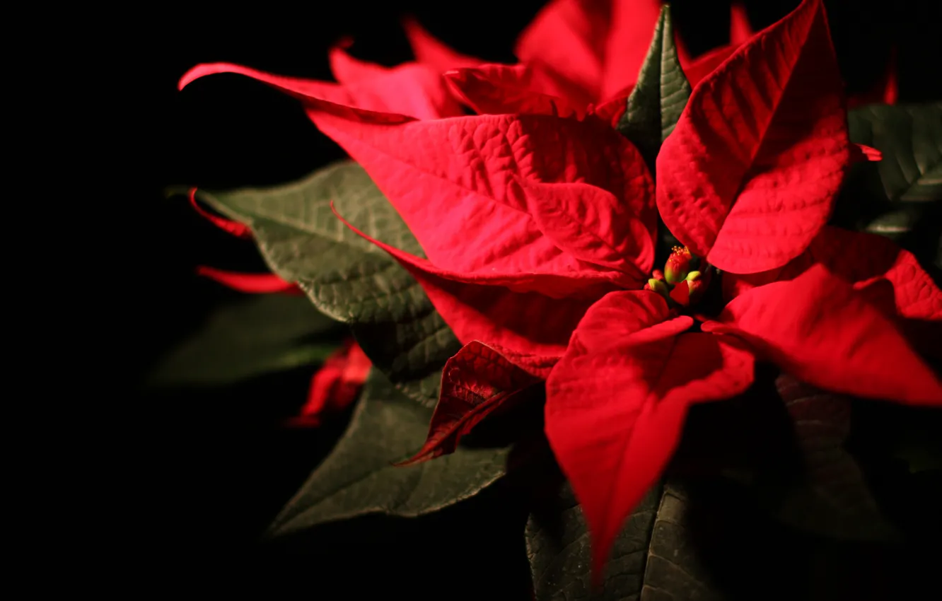 Фото обои цветок, праздник, звезда, рождество, пуансеттия, Poinsettia
