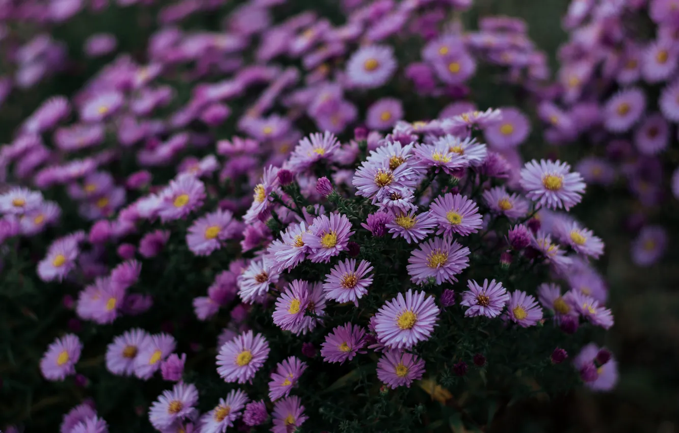 Фото обои листья, цветы, темный фон, размытие, сад, клумба, кусты, много