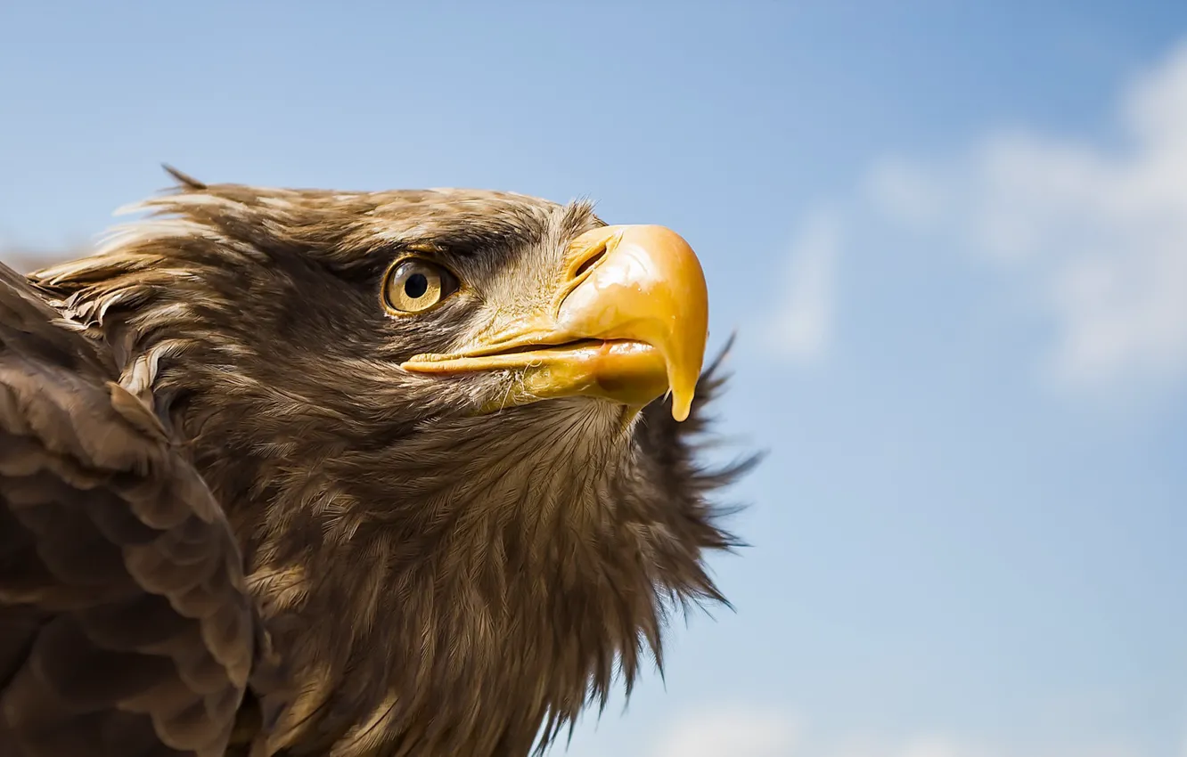 Фото обои птица, Tawny Eagle, Awaiting Command