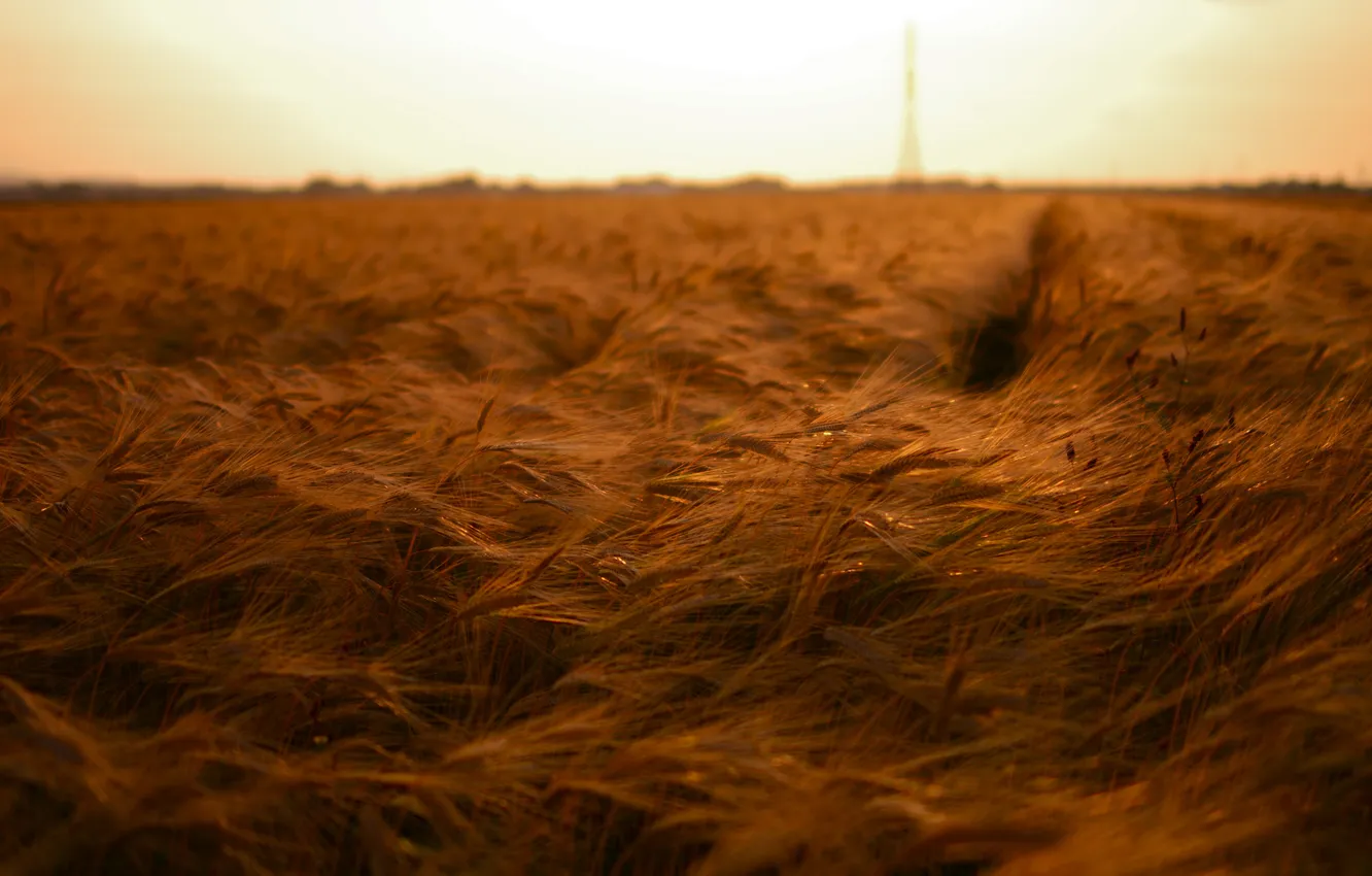 Фото обои пшеница, поле, лето, небо, солнце, свет, природа, ветер