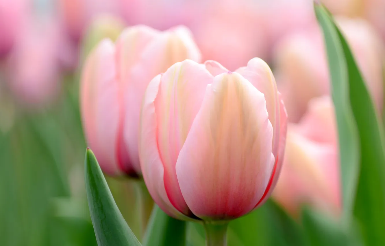 Фото обои макро, цветы, весна, Тюльпаны, розовые, боке