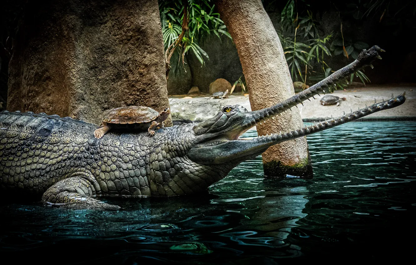 Фото обои деревья, черепаха, зубы, крокодил, пасть, водоем, водная черепаха