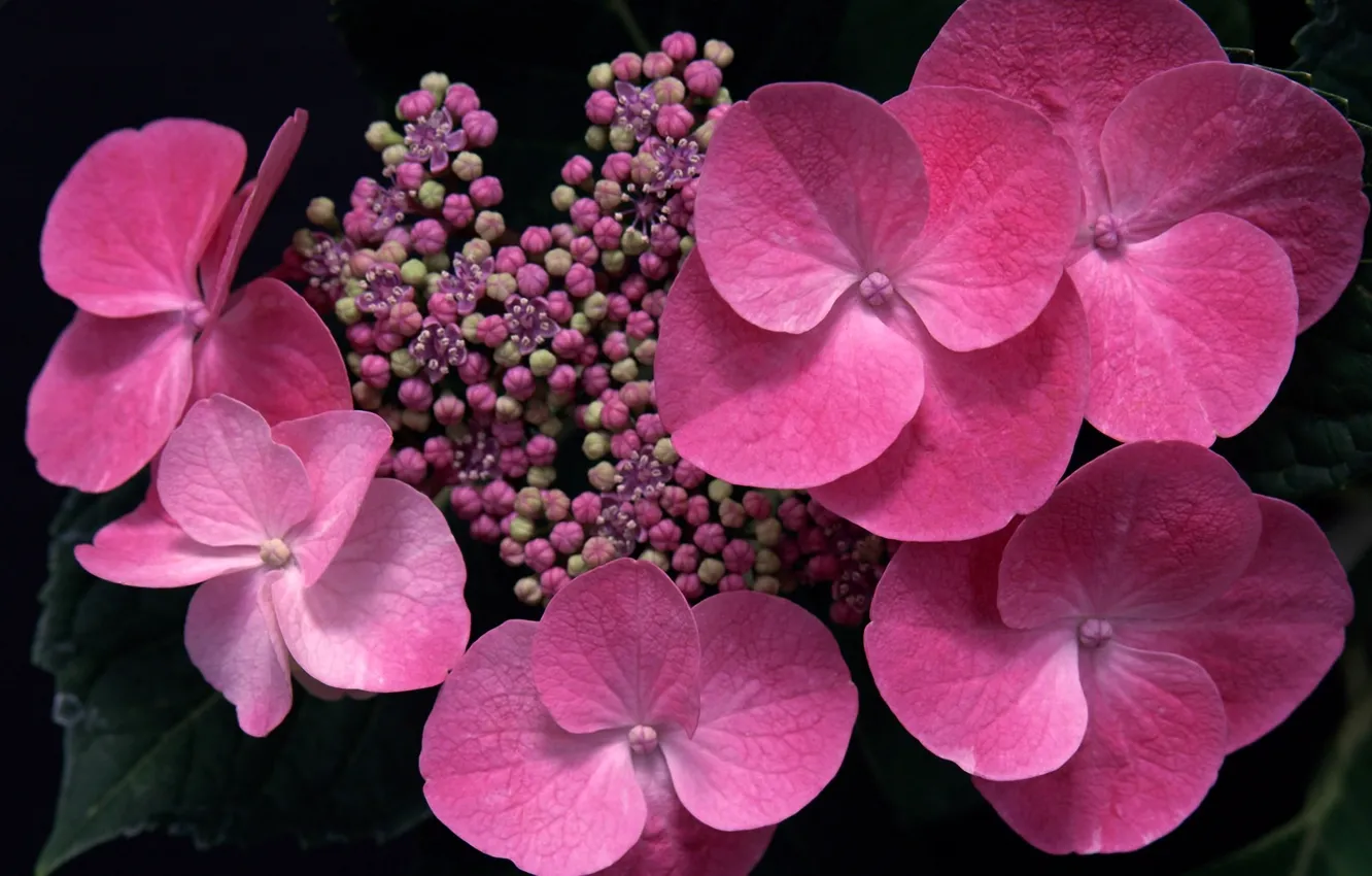 Фото обои макро, цветы, розовая, бутоны, гортензия