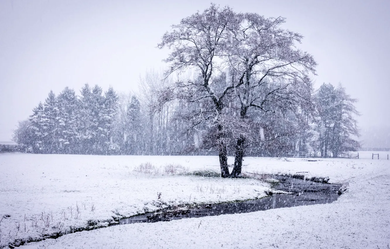 Фото обои осень, снег, природа, дерево