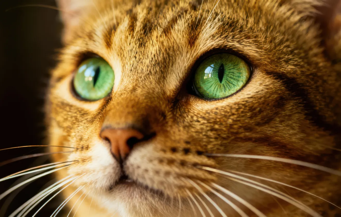 Фото обои кошка, кот, взгляд, крупный план, поза, серый, портрет, мордашка