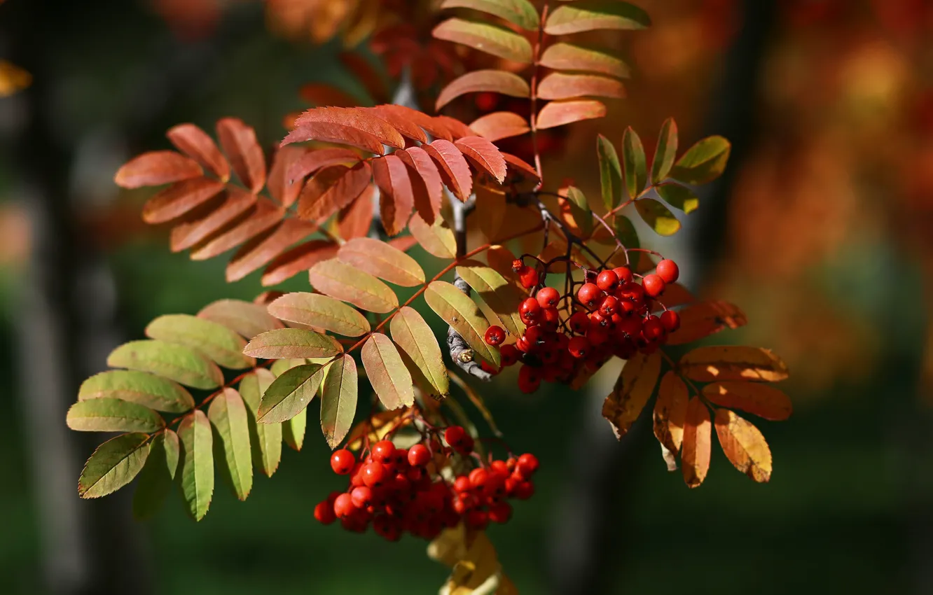 Фото обои осень, листья, макро, красота, россия, рябина, этюд