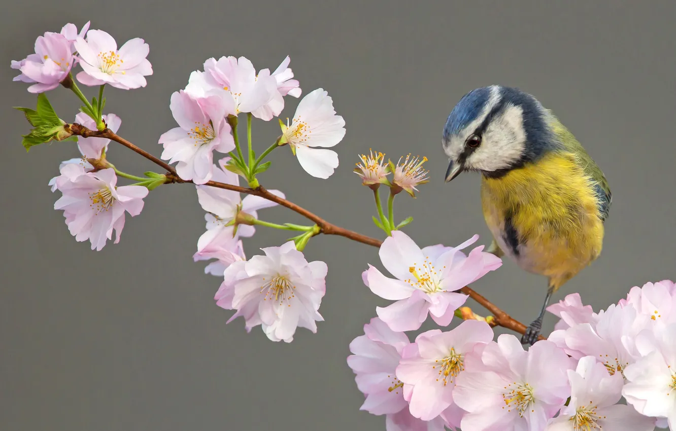 Фото обои фон, птица, цветение, цветки, синица, ветка вишни, Лазоревка