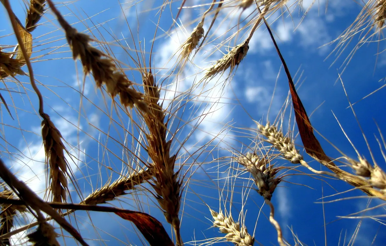 Фото обои Небо, Поля, Пшеница