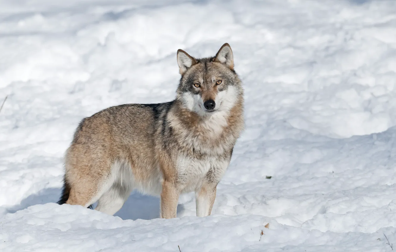 Фото обои зима, взгляд, морда, снег, природа, серый, волк, сугробы