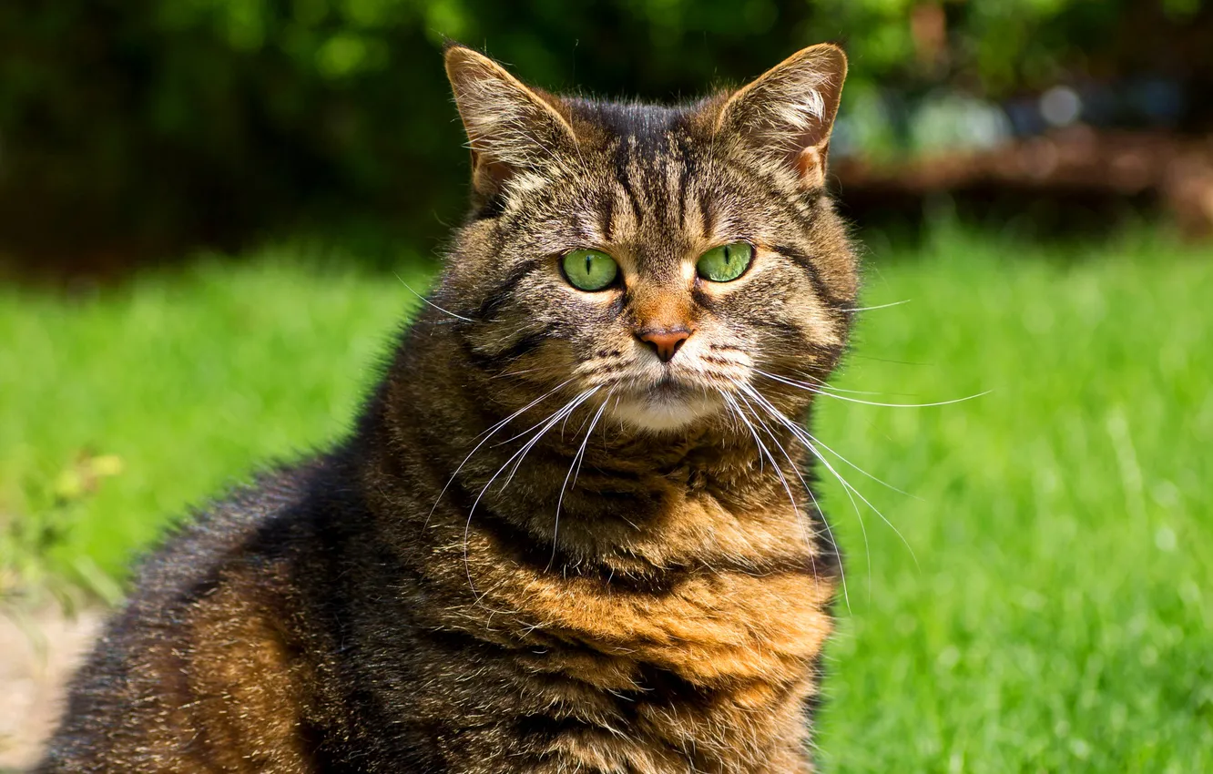 Фото обои зелень, кошка, трава, глаза, кот, взгляд, зеленые, полосатый