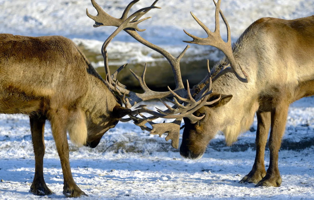 Фото обои зима, природа, олени