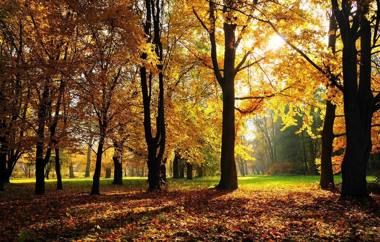 Фото обои осень, лес, трава, деревья, парк, листва