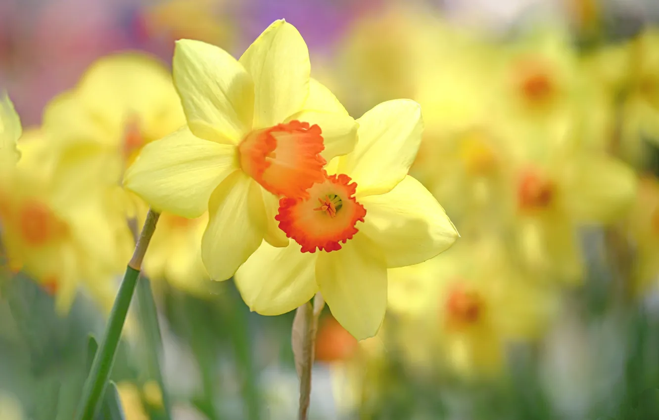 Фото обои цветы, желтый, весна, нарциссы