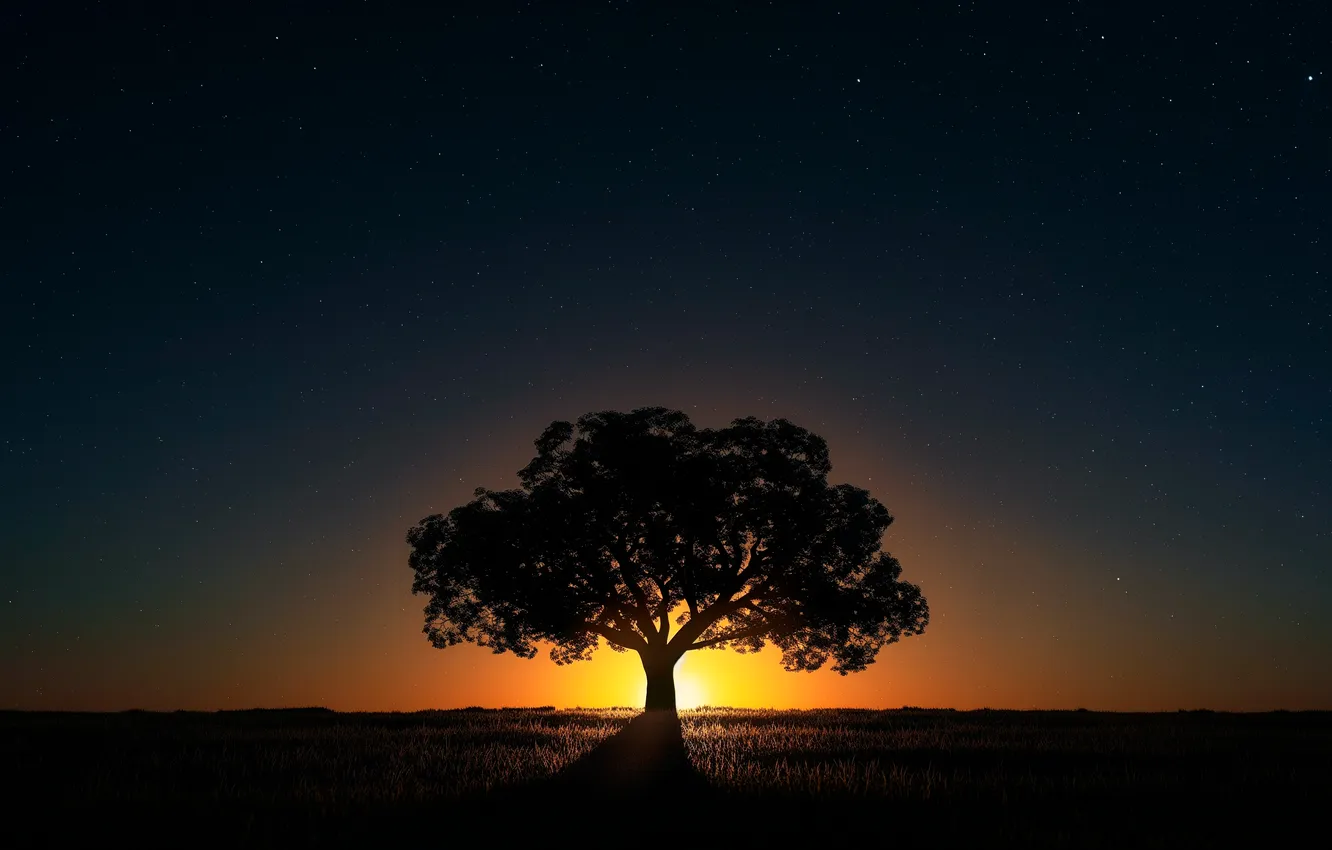 Фото обои trees, nature, night, night sky, sunlight, plants, sunset glow
