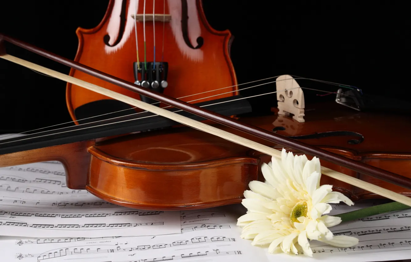 Фото обои цветок, ноты, скрипка, гербера