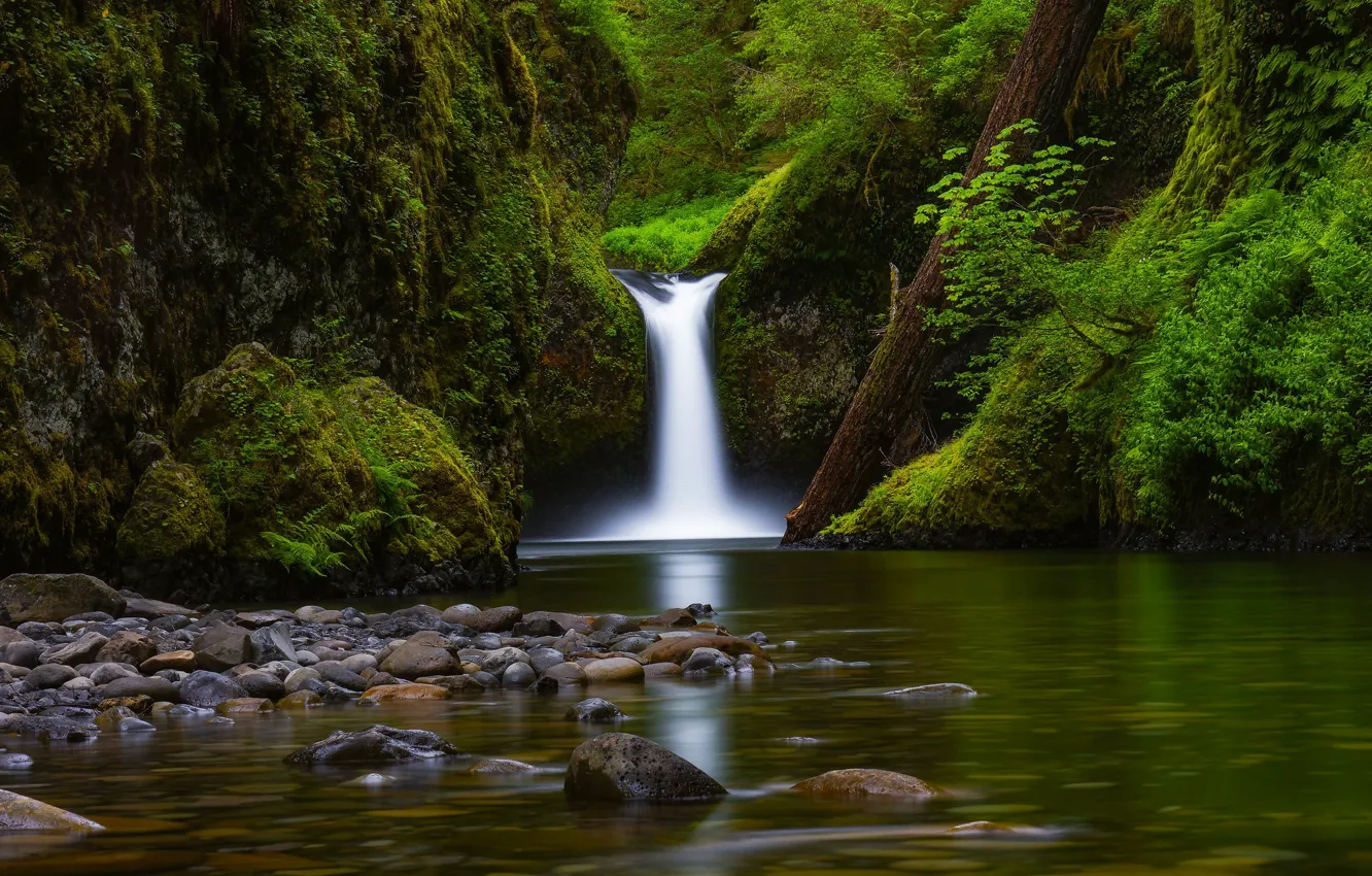 Фото обои река, камни, водопад, мох, Орегон, бревно, Oregon, Columbia River Gorge
