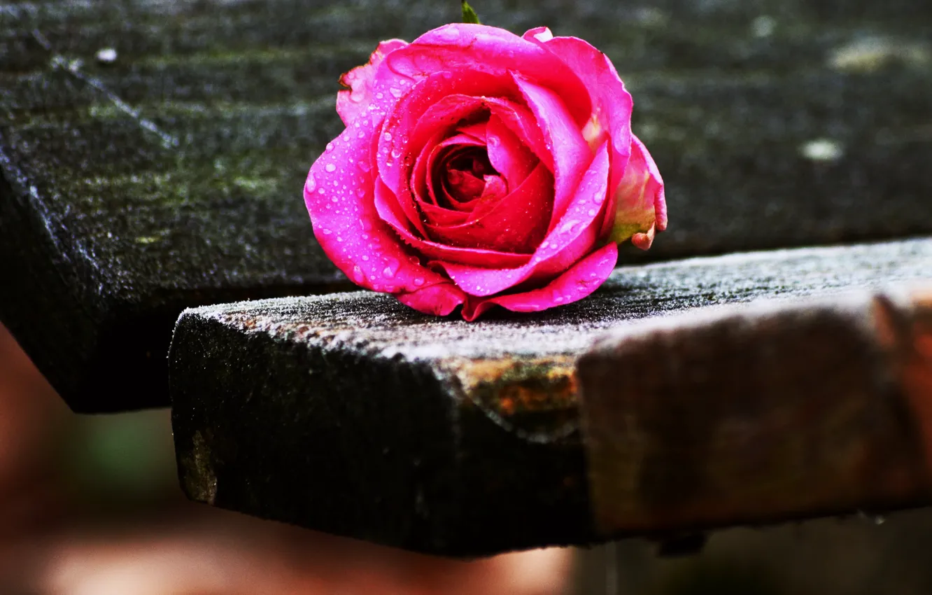 Фото обои rose, wood, drops, bench
