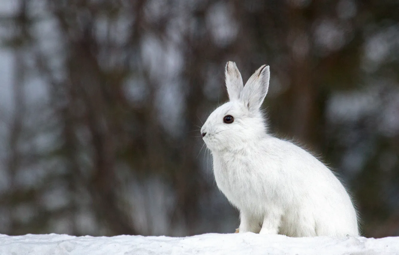 Фото обои зима, белый, снег, фон, заяц, размытость