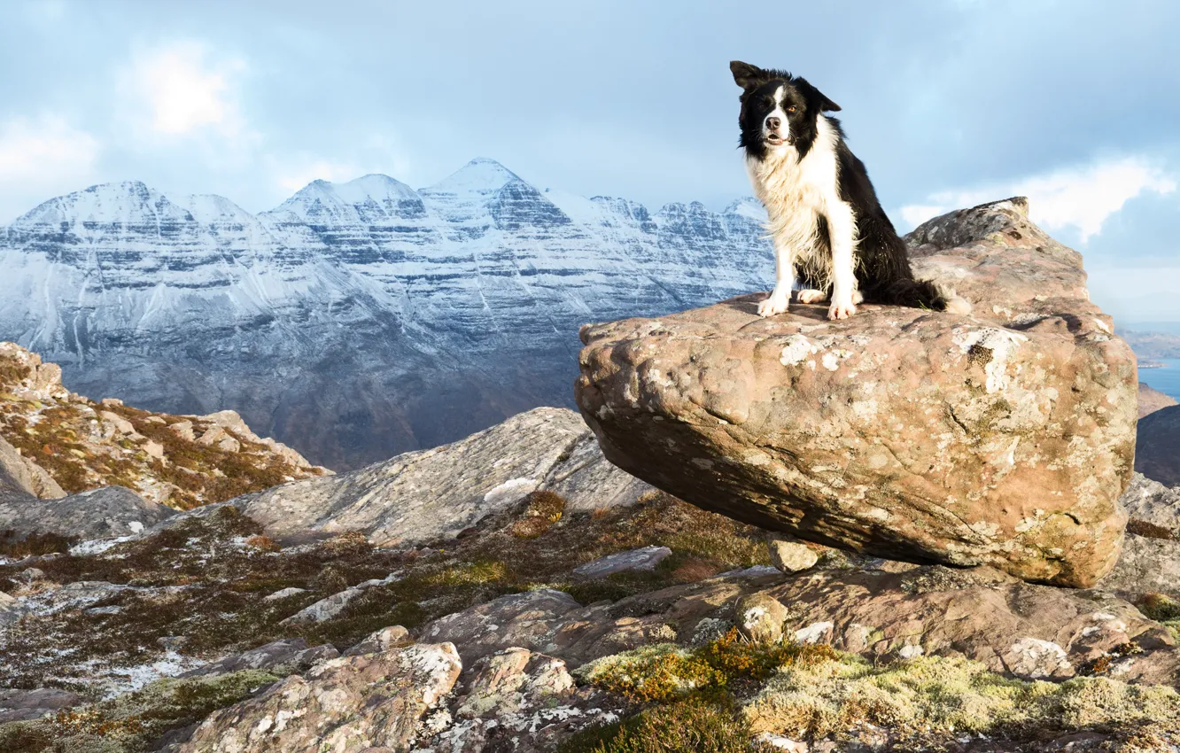 Фото обои взгляд, горы, поза, камни, камень, собака, стоит, бордер-колли