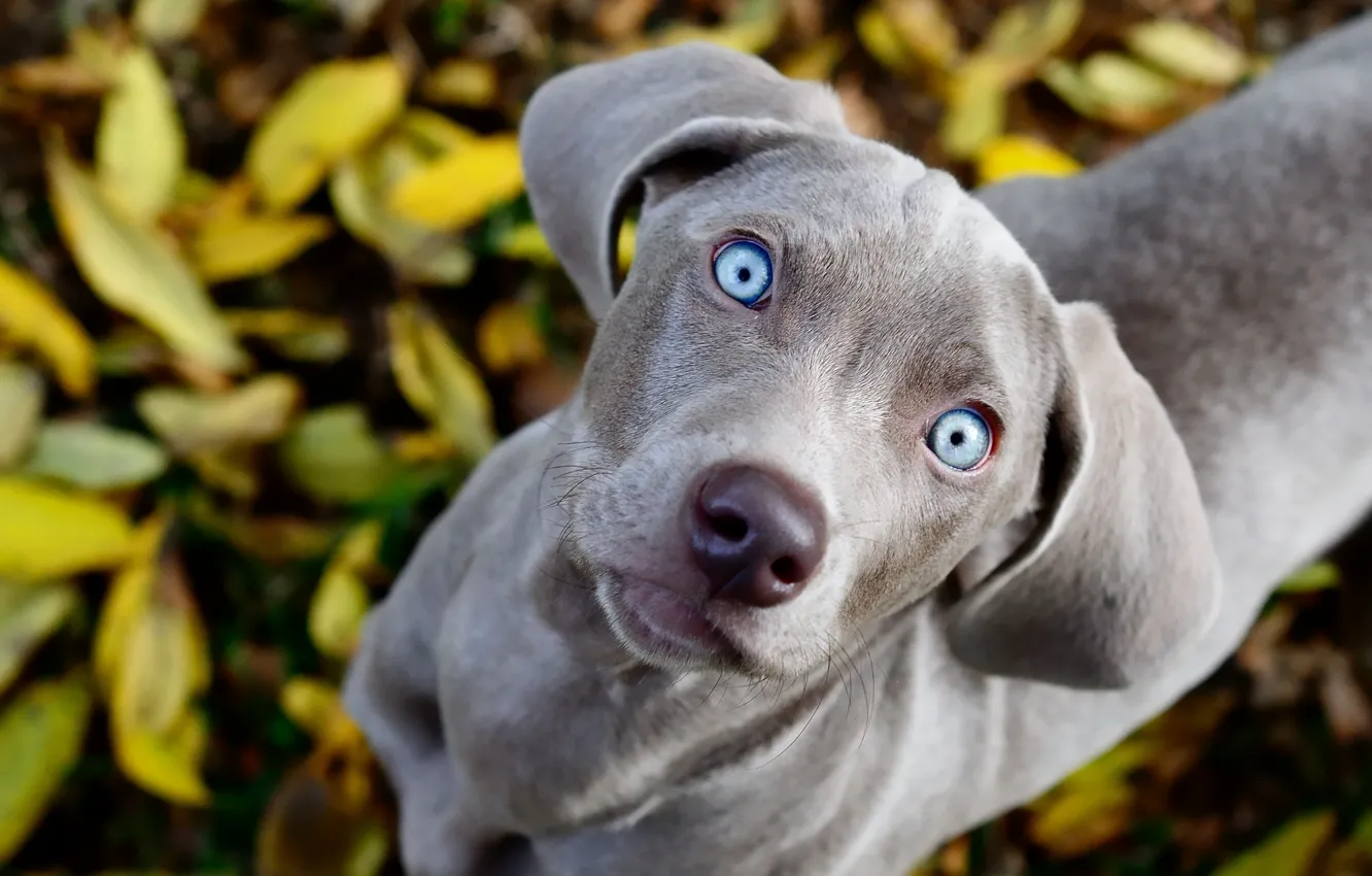 Фото обои глаза, взгляд, листва, собака, голубые, смотрит, weimaraner