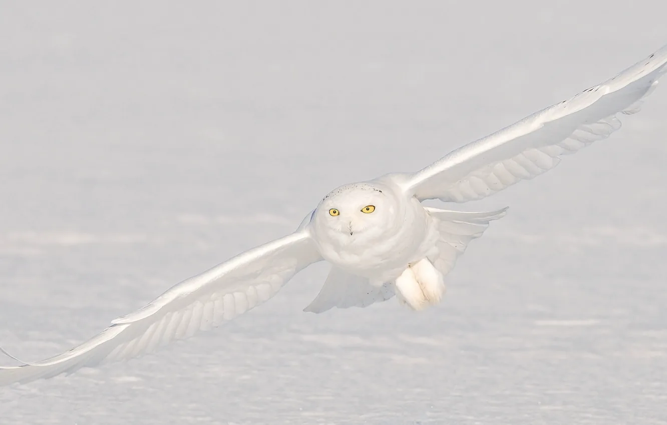 Фото обои снег, сова, полёт, полярная