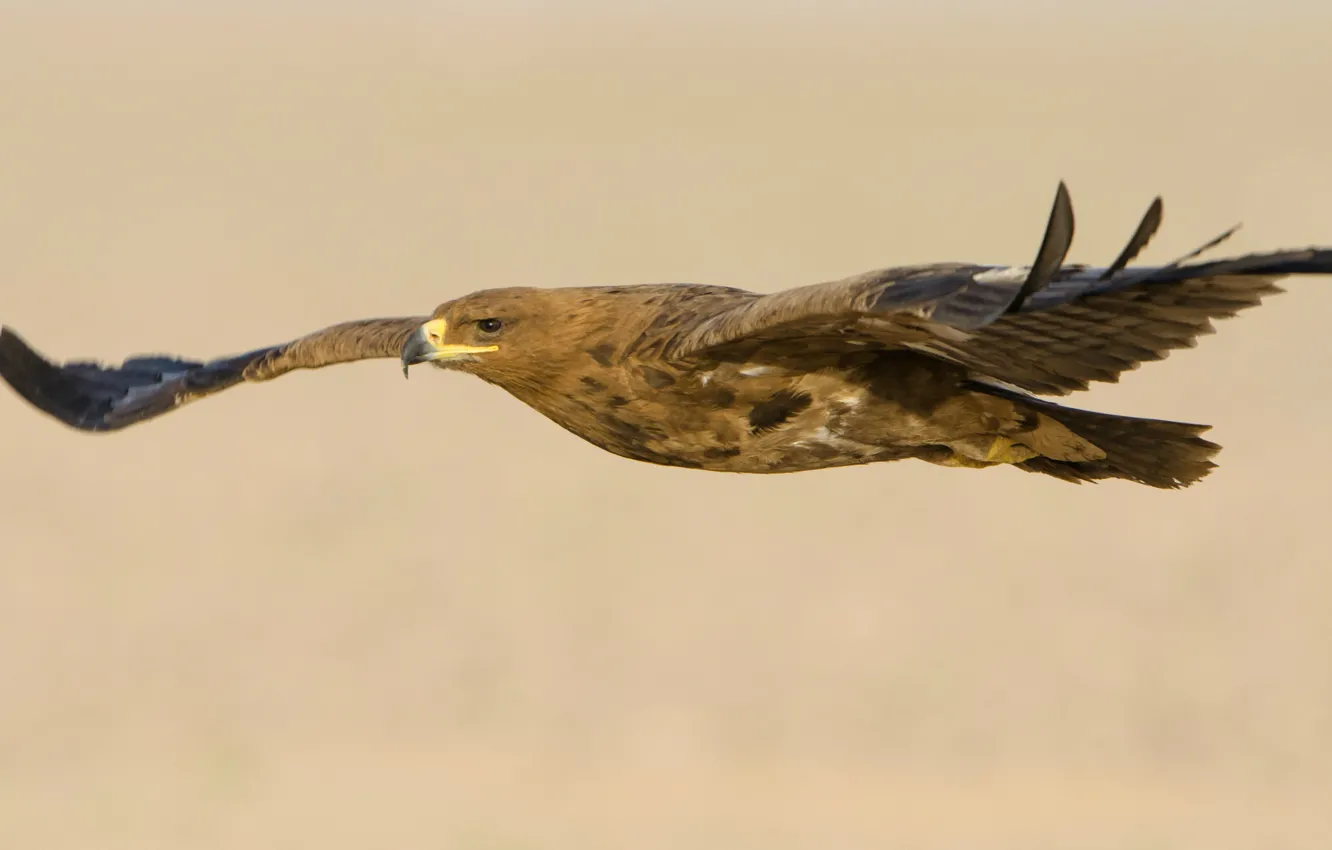Фото обои полет, птица, крылья, хищник, взмах, Степной орел