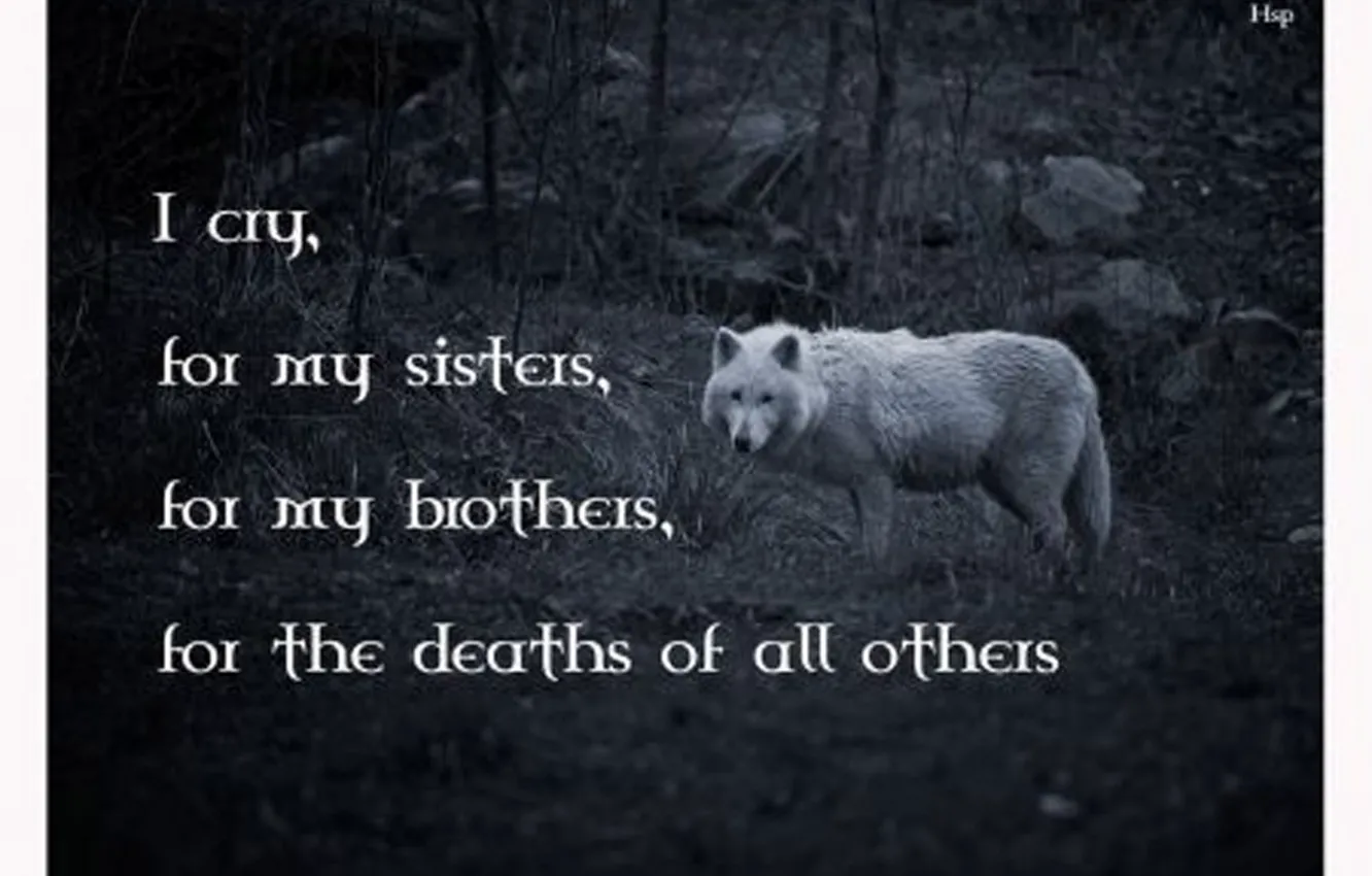 Фото обои nature, predator, animal, wolf, quotes, wildlife, wolf wisdom, Canis lupus