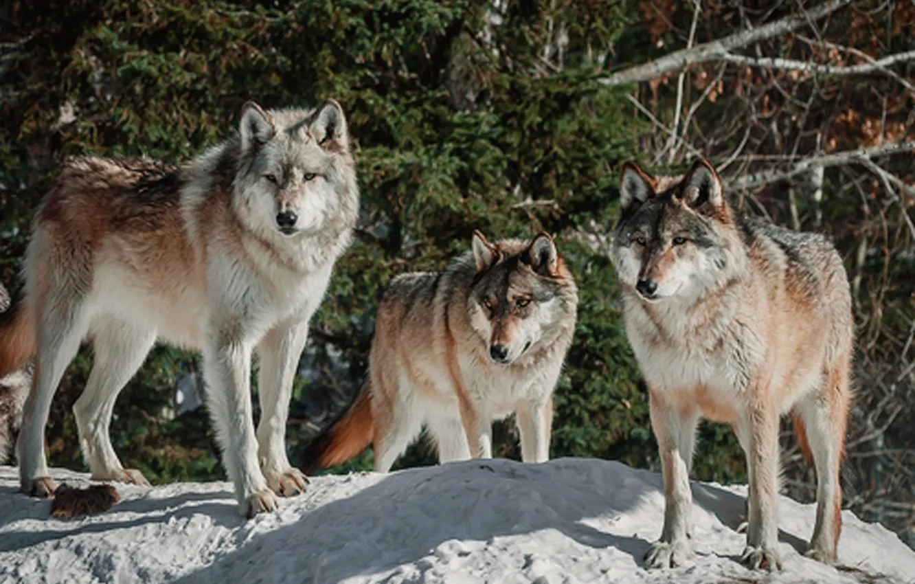 Фото обои face, wolf, wildlife, head, fur, mammal, whiskers, wolfpack