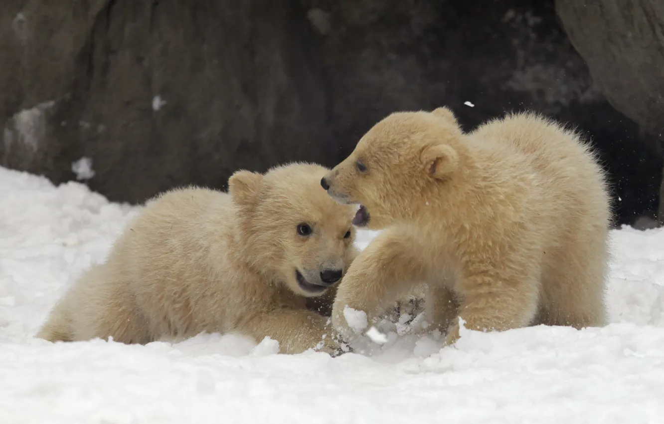 Фото обои животные, снег, игра, белые, медвежата, Арктика, зимa