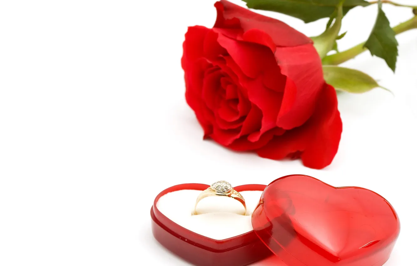 Фото обои красный, сердце, Роза, кольцо
