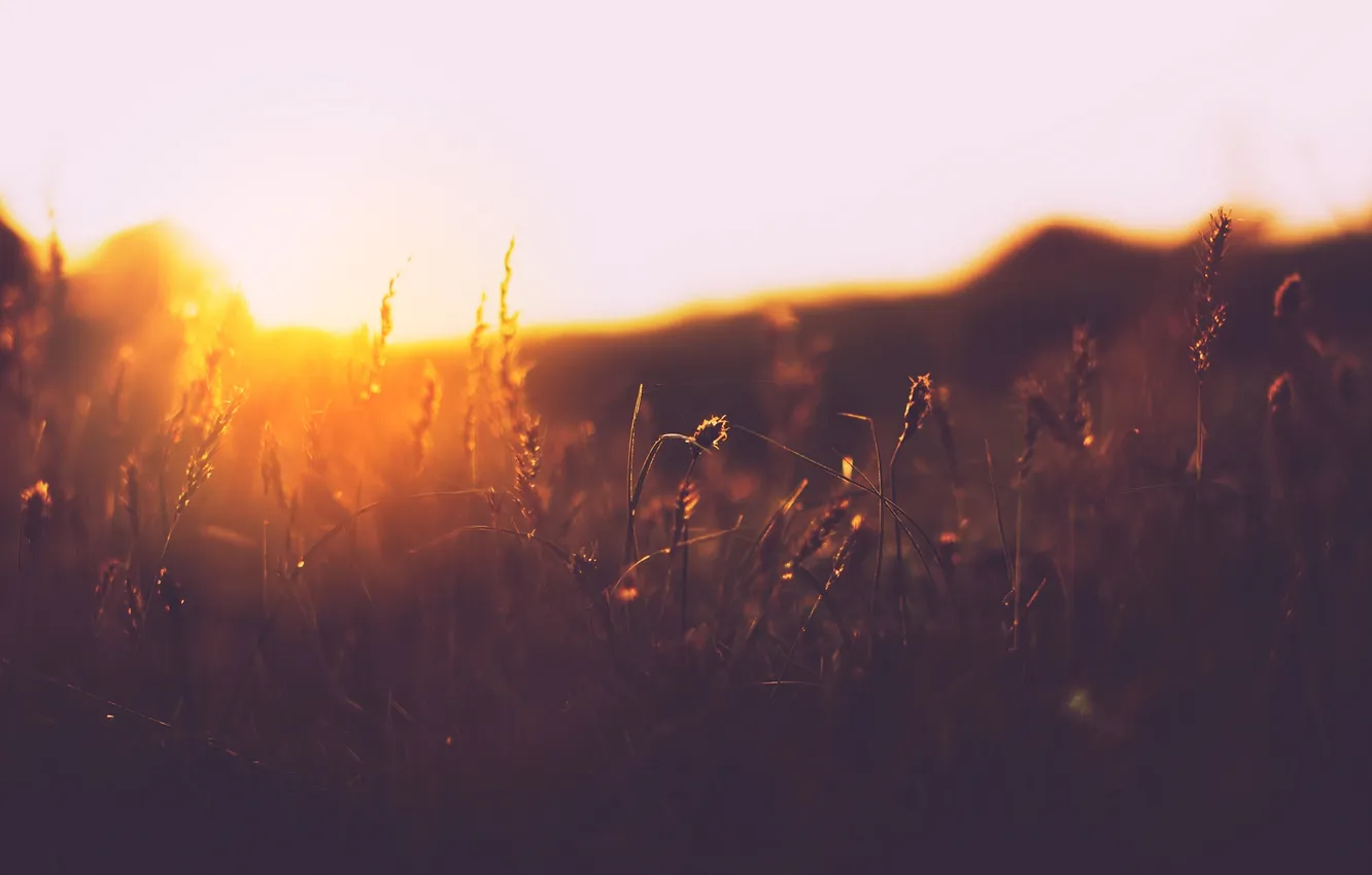 Фото обои поле, трава, закат