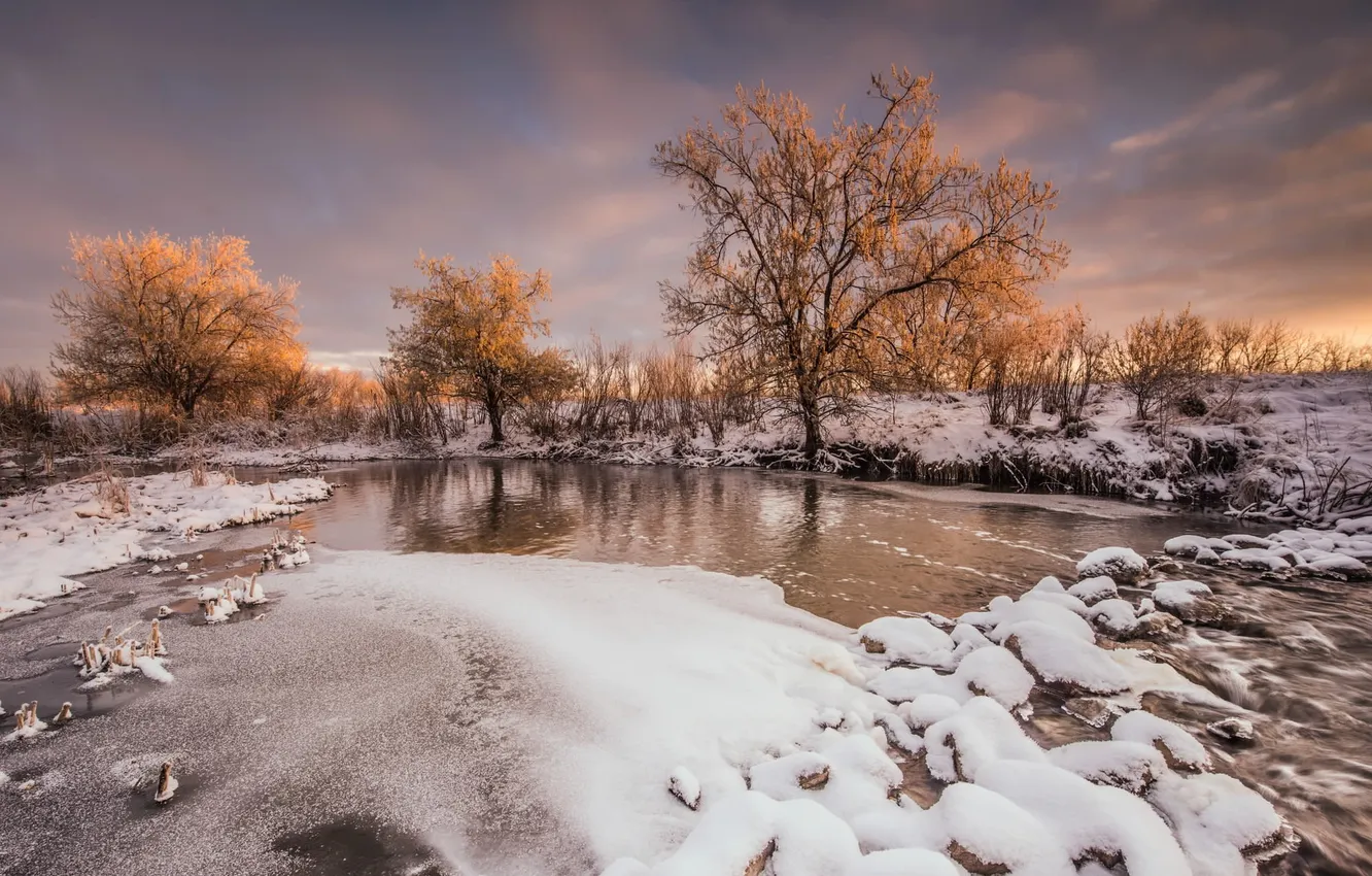 Фото обои зима, река, дерево